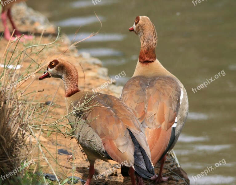 Egyptian Geese Geese Brown Buff Pond