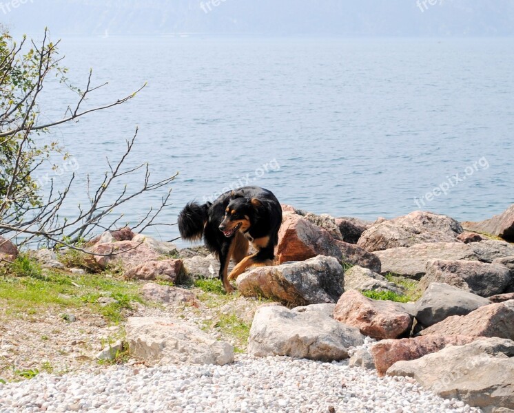 Cindy Mixed Breed Dog Garda Bad Day Italy