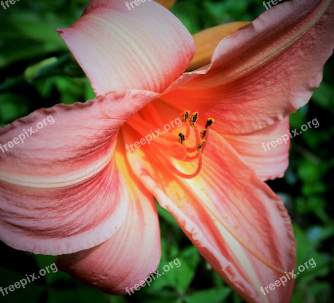 Day Lily Flower Lily Orange Fragile