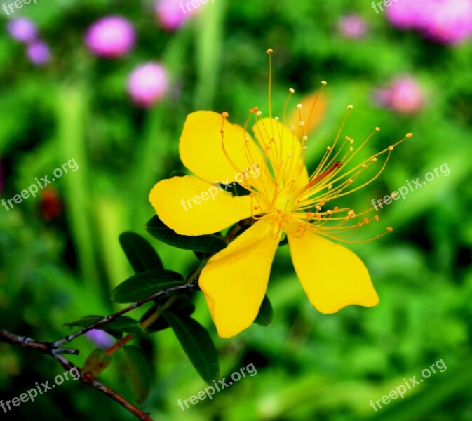 Yellow Hypericum Flower Flower Yellow Dainty St Johns Wort