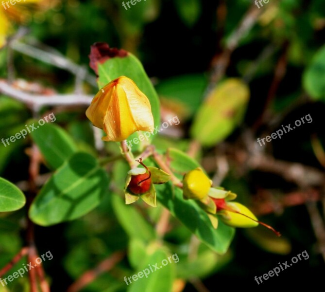 Yellow Hypericum Flower Bud St Johns Wort