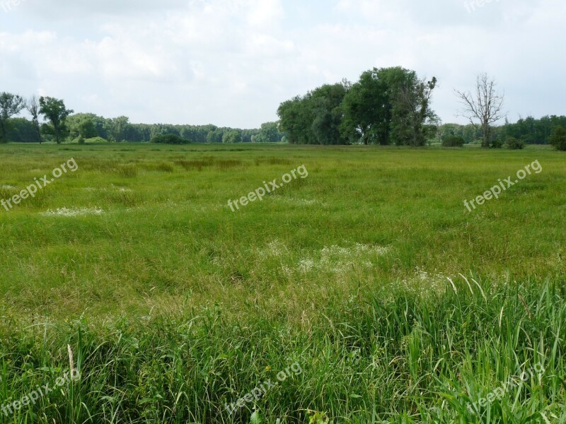 Moor Nature Conservation Nature Moist Reed