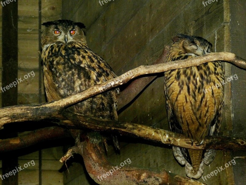 Owl Bird Birds Night Active Eagle Owl