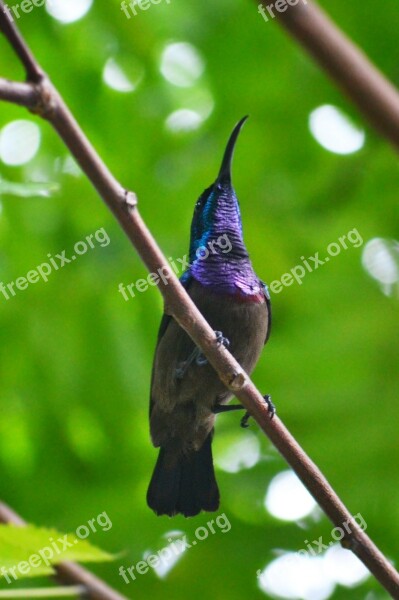 Humming Bird Male Bird Colorful Bird Bird Wildlife