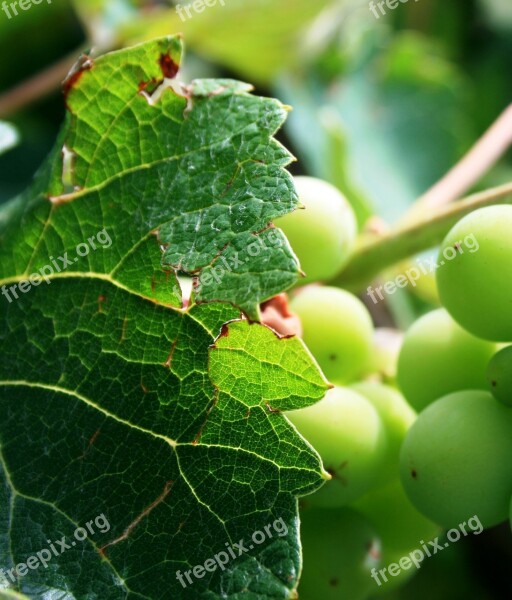 Grape Vine Grapes Green Leaves Vine