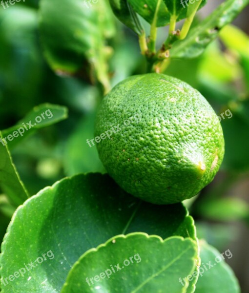 Green Lemon Fruit Lemon Green Leaves