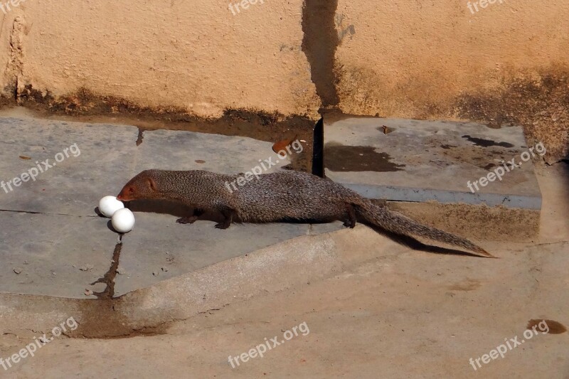 Mongoose Grey Indian Egg Grappling