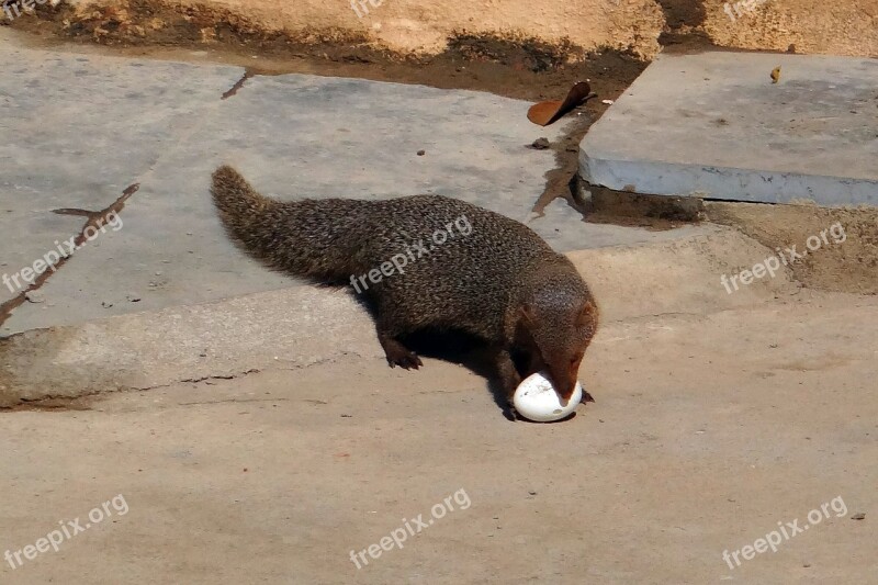 Mongoose Grey Indian Egg Grappling