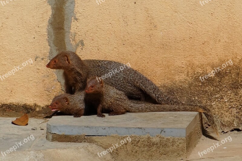 Mongoose Mama Youngs Grey Indian