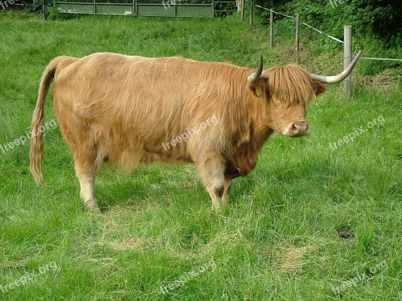 Highlands Beef Cattle Cow Animals