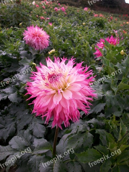 Dahlias Blossom Bloom Flowers Color