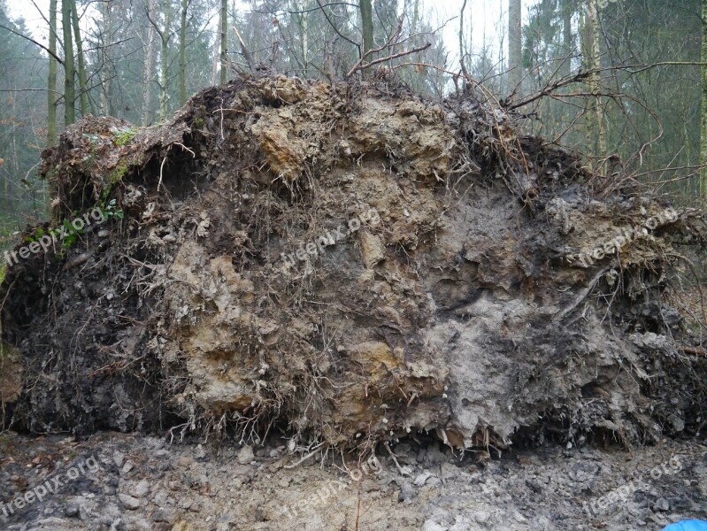 Tree Root Forward Overturned Forest