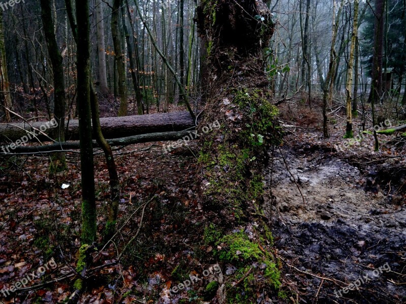 Tree Root Forward Overturned Forest