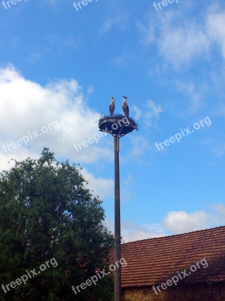 White Stork Stork Bird Nest Storks