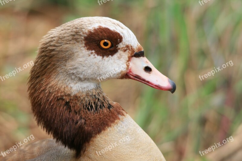 Egyptian Goose Goose Waterfowl Head Neck