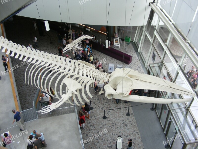 Stralsund Ozeaneum Whale Skeleton Entrance Hall Free Photos