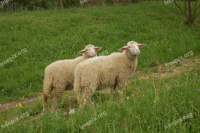 Sheep Animal Grass Idyll Meadow