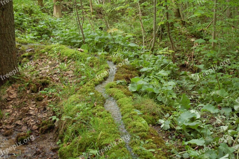 Path Away Singletrail Hike Nature