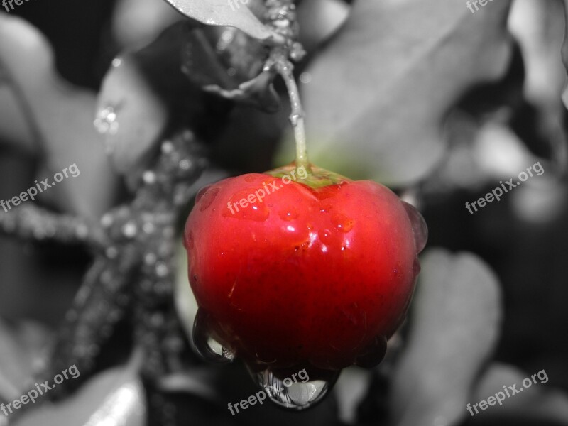 Acerola Fruit Red Nature Free Photos