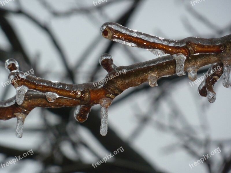 Ice Freezing Frozen Twig Branch