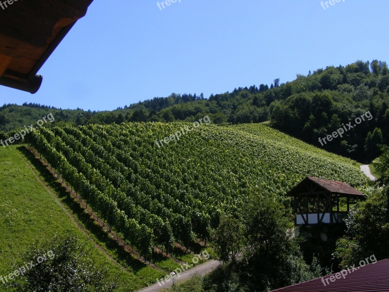 Vineyard Wine Durbach Black Forest Vines Free Photos