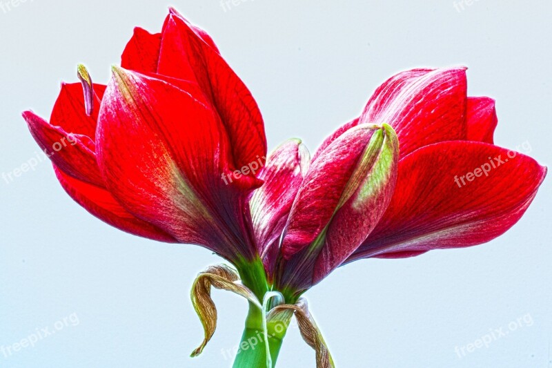 Amaryllis Red Flowers Flower Plant