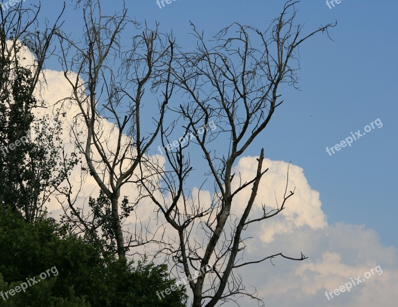 Tree Bare Dead Stark Sky