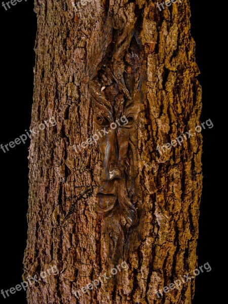 Face Log Tree Bark Free Photos