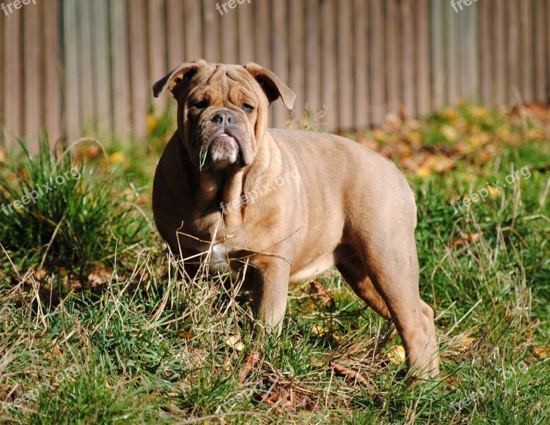 Bulldog Dog Canine Pet Animal