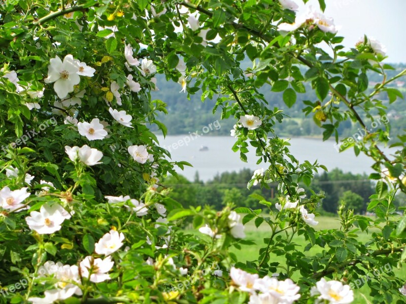 Rosebush Blossom Spring Lake Colors