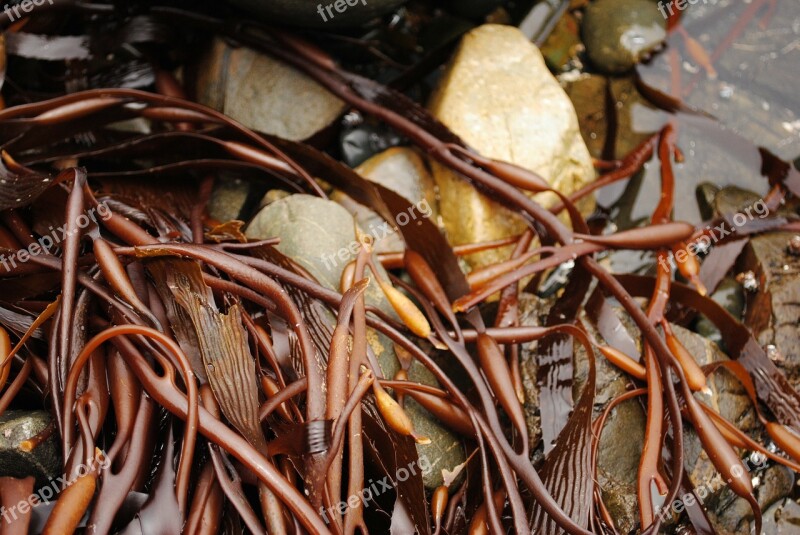 Alga Algae Sea Weed Sea Cochayuyo