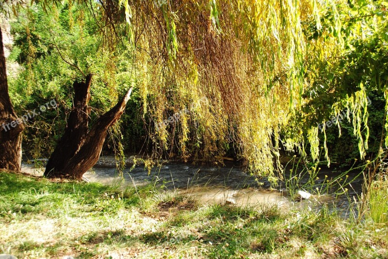 River Tree Sauce Pasto Landscape