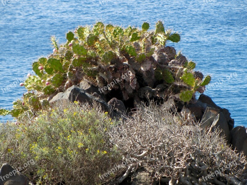 Cactus Scrub Free Photos