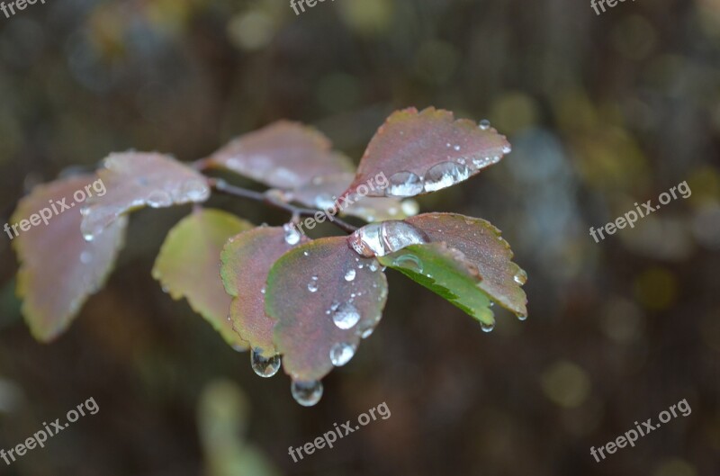 Water Drip Frozen Autumn Winter