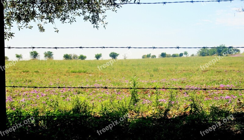 Wire Barbed Obstacle Field Green