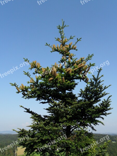 Crown Fir Tree Pine Cones Free Photos