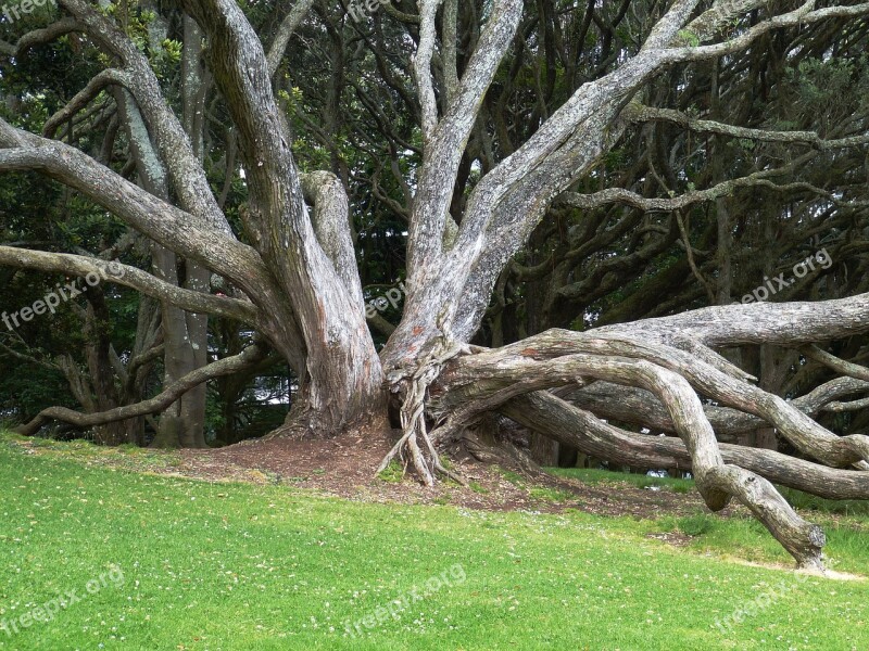 Tree Tribe Log Bark Meadow