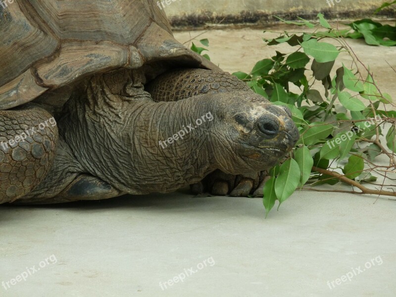 Turtle Animal Water Creature Giant Tortoise Zoo