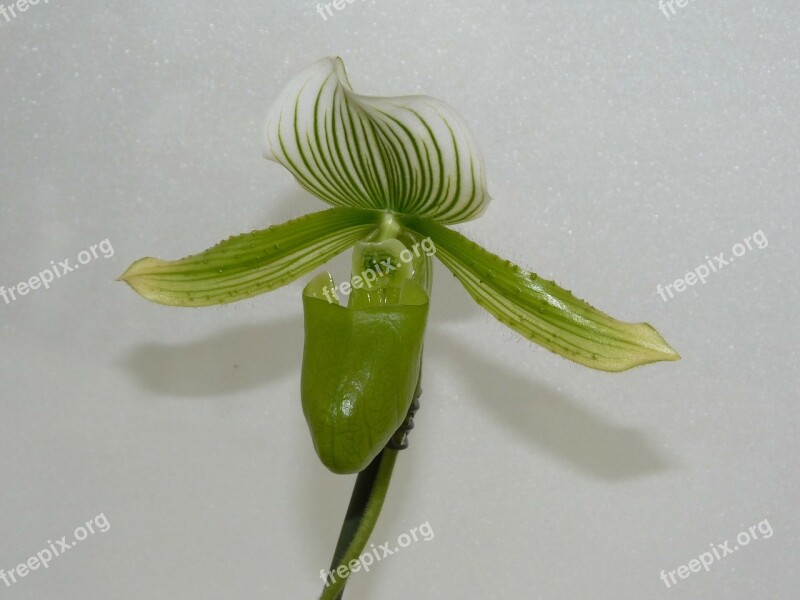 Frauenschuh Orchid Blossom Bloom Flower