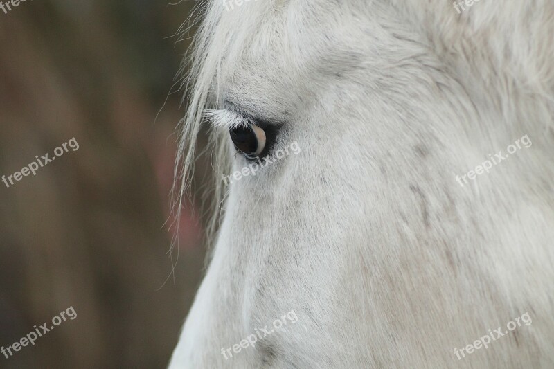 Horse Head Horse Mold Portrait Horse Eye