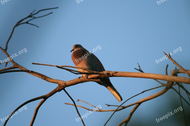 Bird Dove Laughing Grey-mauve Perching Neck