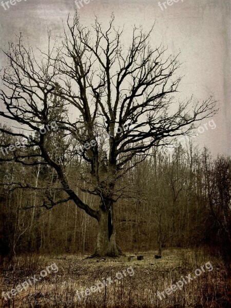 Tree Burned Tree Landscape Big Tree Nature