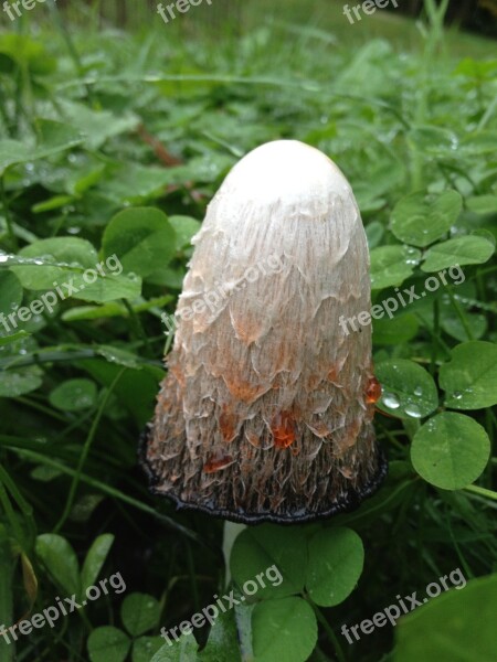 Comatus Mushroom Herbs Nature Plant