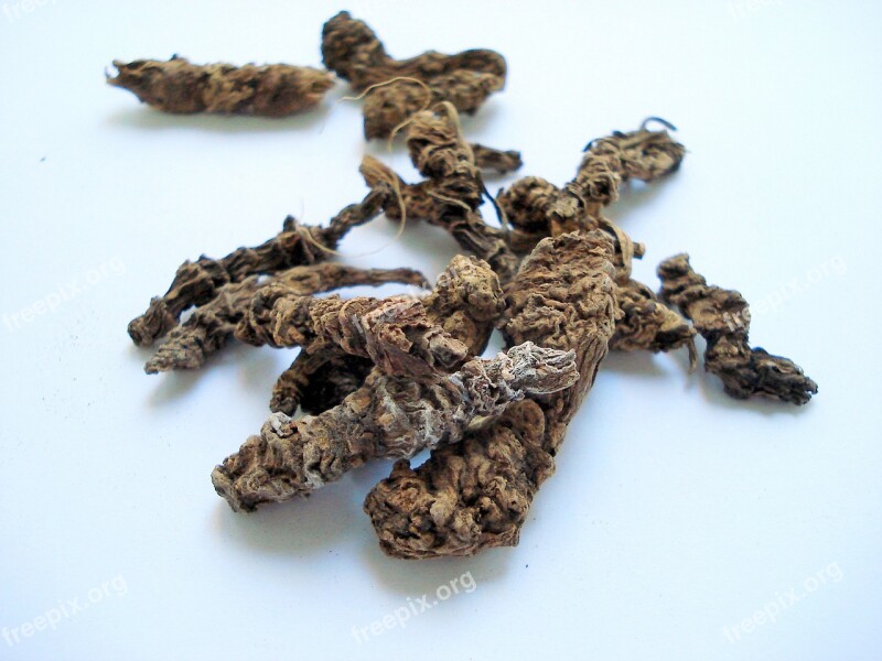 Valerian Root Valerian Free Photos