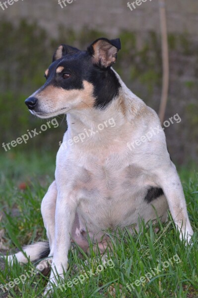 Dog Animal Animals Nature Jack Russel