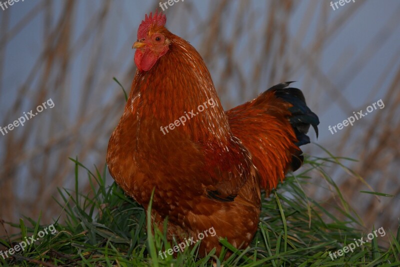 Animal Animals Chicken Farm Nature