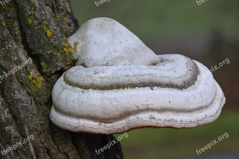 Elves Bench Nature Dead Tree Mushroom Free Photos