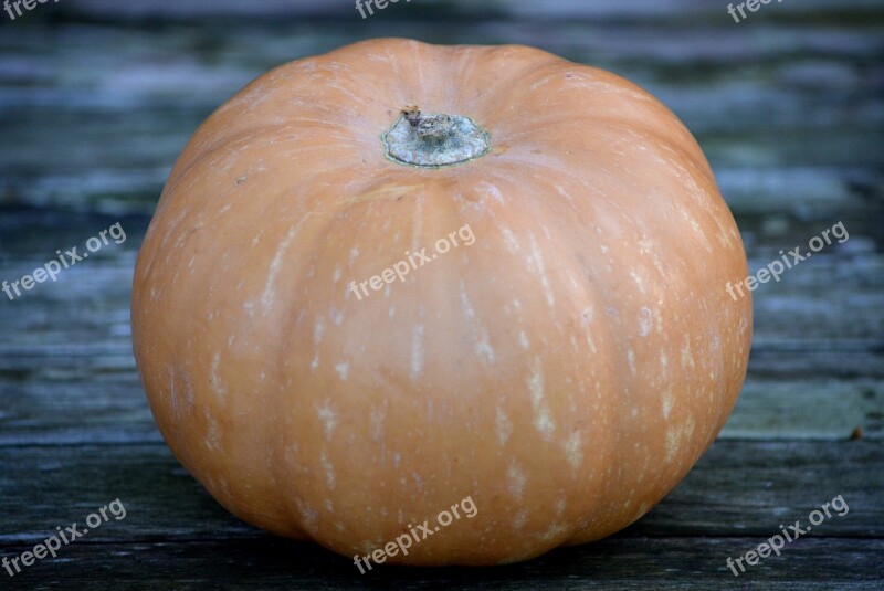 Pumpkin Autumn Orange Free Photos