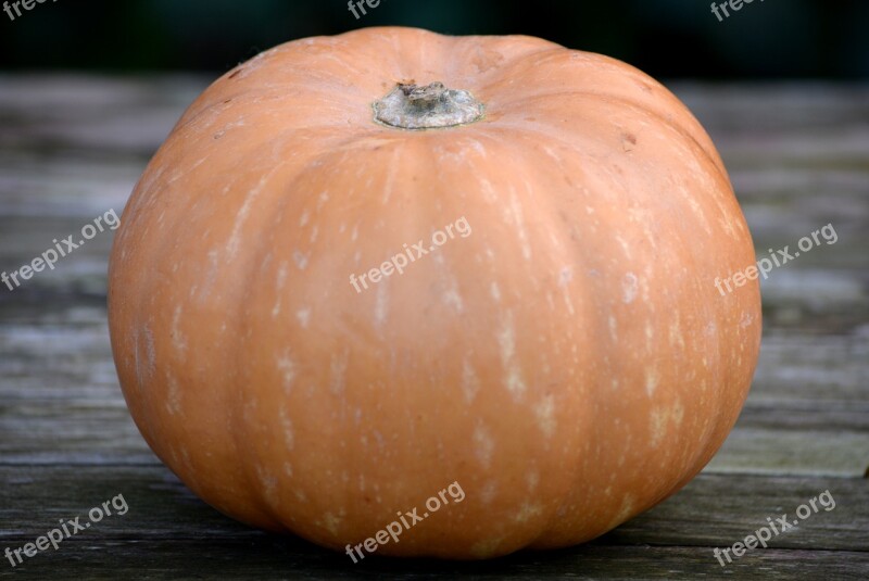 Pumpkin Vegetable Autumn Orange Free Photos