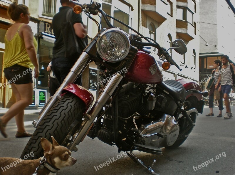 Bike Dog Pedestrian Traffic City Life Stockholm